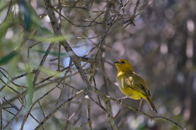 Saffraan Finch Sicalis flaveola hoog in zijn natuurlijke omgeving