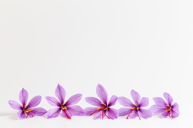 Saffraan krokus bloem op witte achtergrond. Kopieerruimte. Plaats voor uw tekst. Saffraanbloemen worden in een rij gelegd.