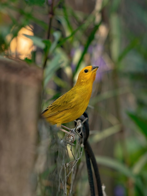 Saffraanvink vogel van de soort sicalis flaveola