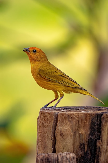 Saffraanvink Vogel van de soort Sicalis flaveola