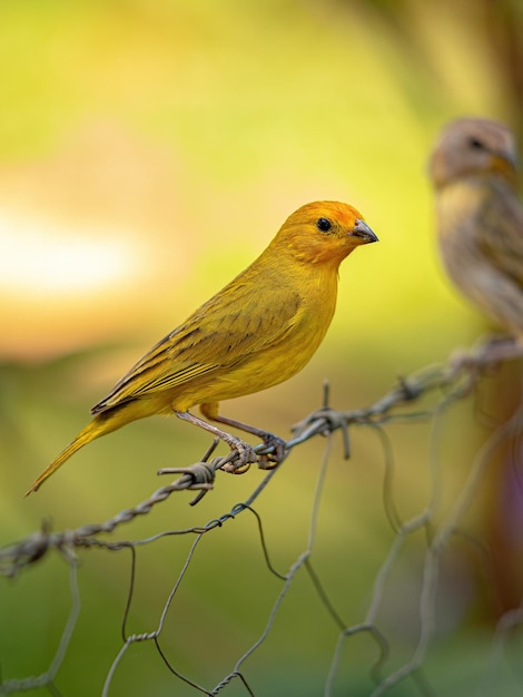 Saffraanvink Vogel van de soort Sicalis flaveola