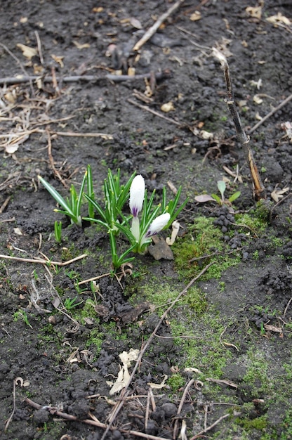 Saffraanzaad groeit in het voorjaar uit de grond