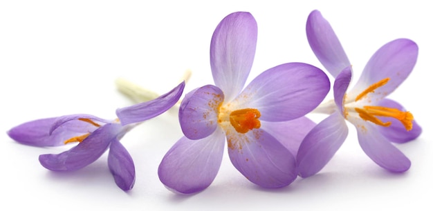 Saffron crocus flower isolated over white background