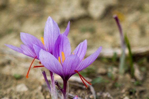 Saffron crocus flowers on ground Delicate purple plant field