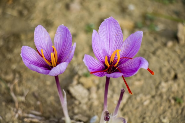 Saffron crocus flowers on ground Delicate purple plant field