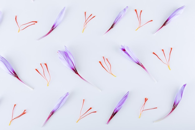 Saffron crocuses in buds with red stamens on a white background.