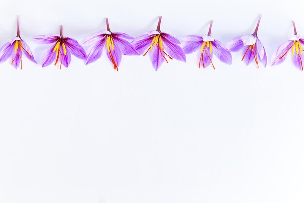 Saffron crocuses close up on white background Place for text Design work