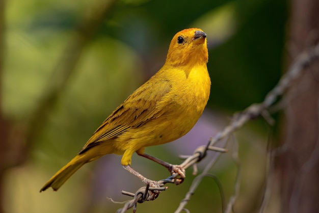 Фото Шафрановый зяблик птица вида sicalis flaveola