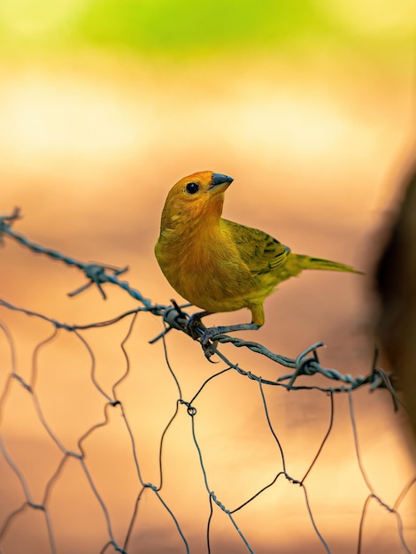 Шафрановый зяблик Птица вида Sicalis flaveola