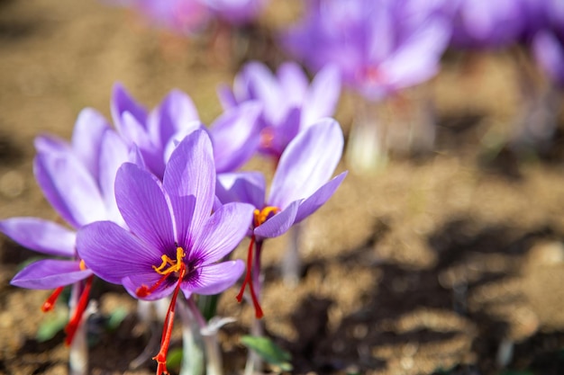 Saffron flower on ground crocus purple blooming field harvest collection