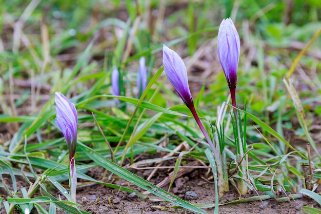 Saffron flowers in the field. Landscape pink saffron and flower