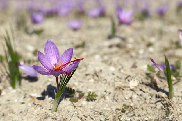 Saffron flowers on the field