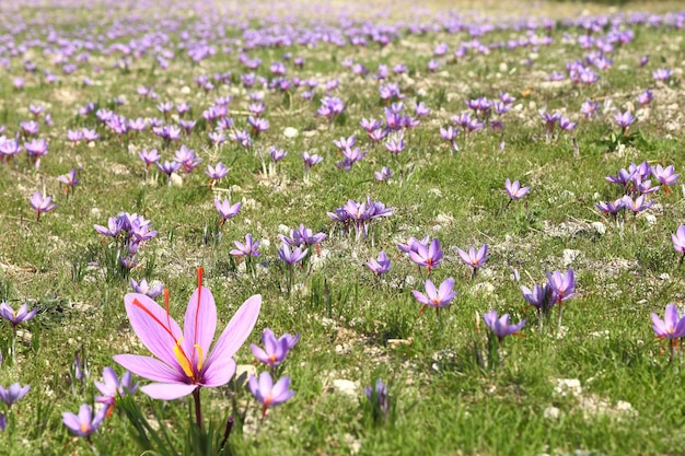 Saffron flowers on the field