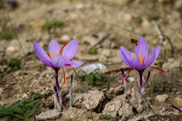 Saffron flowers on ground crocus sativus purple blooming plant field harvest collection