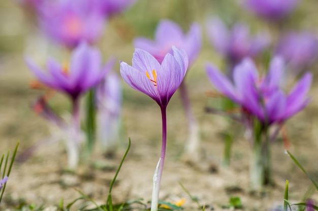Saffron flowers on ground crocus sativus purple blooming plant field harvest collection