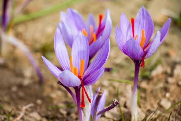 Saffron flowers on ground crocus sativus purple blooming plant field harvest collection