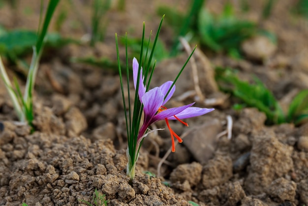 Saffron flowers at harvest time on the field