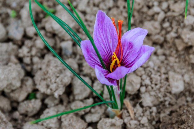 Photo saffron flowers on a saffron field during flowering