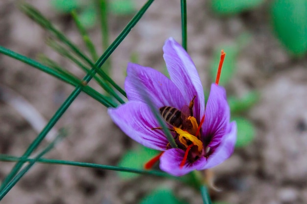 Saffron flowers on a saffron field during flowering.