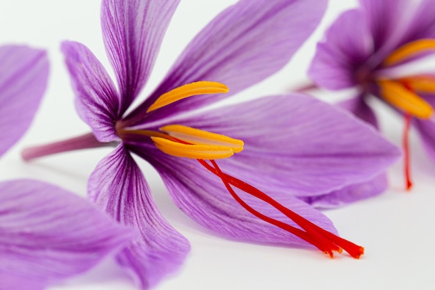 Saffron flowers on a white background close up. Saffron stamens in crocuses. Spice is made from stamens.