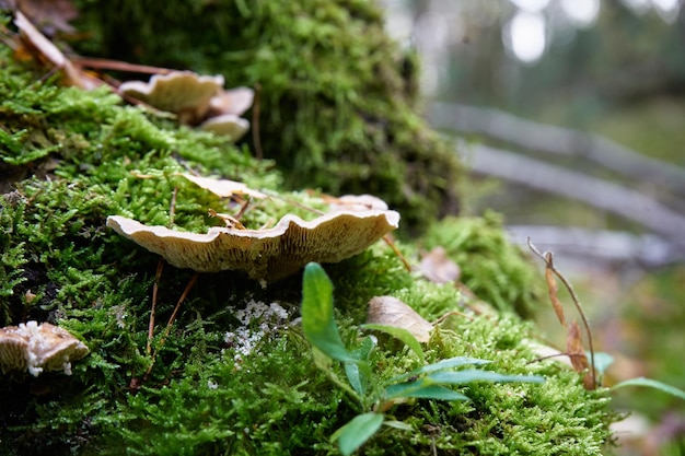 Photo saffron milk cap lactarius deliciosus mushroom aka red pine mushrooms aka lactarius deliciosus in a grass delicious edible mushrooms on a mos in natural habitat spruce forest early autumn shot