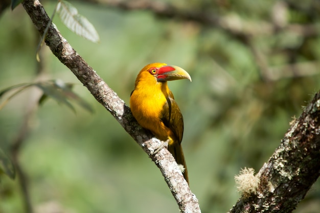 Saffron toucanet - toucans