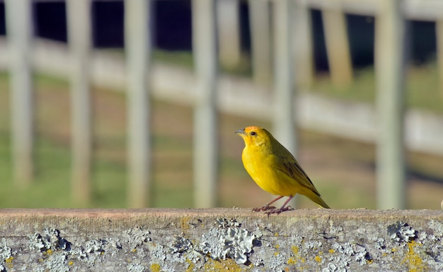 Fringillide giallo dello zafferano sul recinto dell'azienda agricola