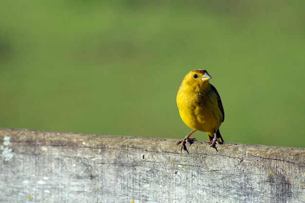 Saffron yellow finch on farm fence