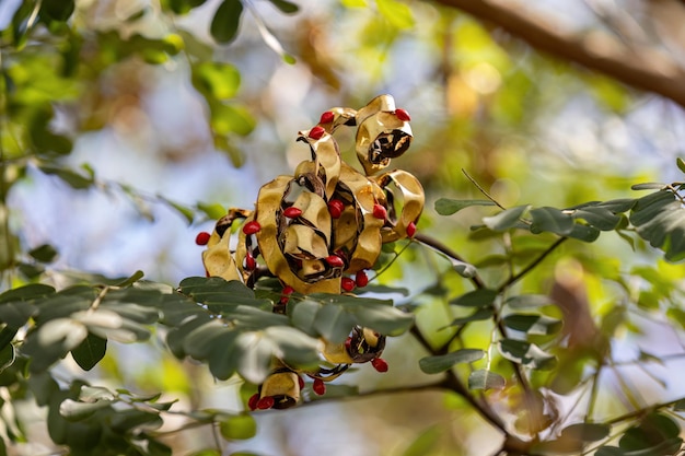 Photo saga tree seeds of the species adenanthera pavonina