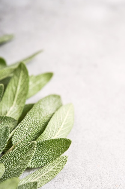 Sage Bunch of fresh green leaves Herb sage abstract texture background Nature concepts Soft and selective focus Texture Mock up Top view with copyspace