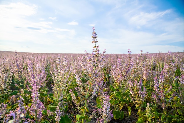 Sage field for obtaining essential oils in Eastern Europe