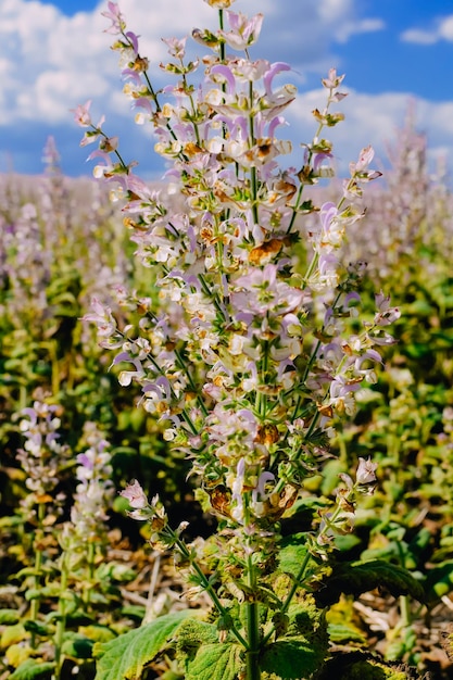 Foto campo di salvia