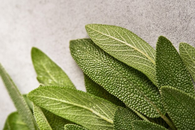 Sage fresh green leaves. Herb sage abstract texture background. Nature concepts. Soft and selective focus. Texture. Mock up.