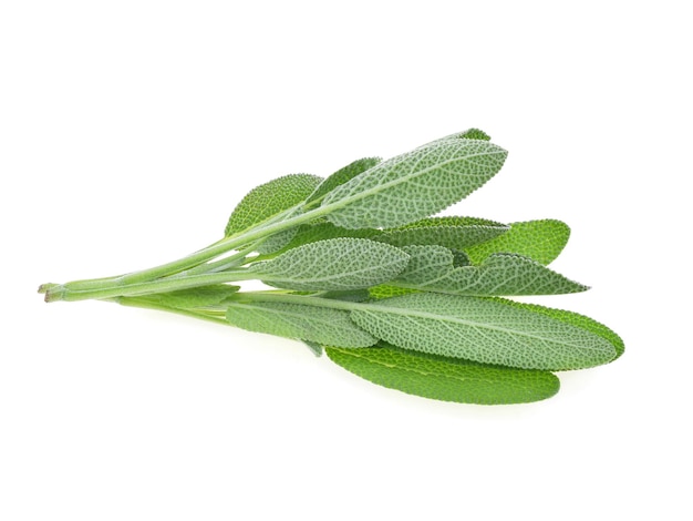 Sage herb isolated on white background