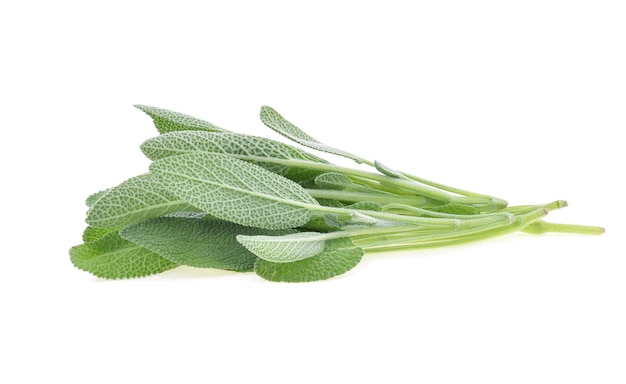 Sage herb isolated on white background