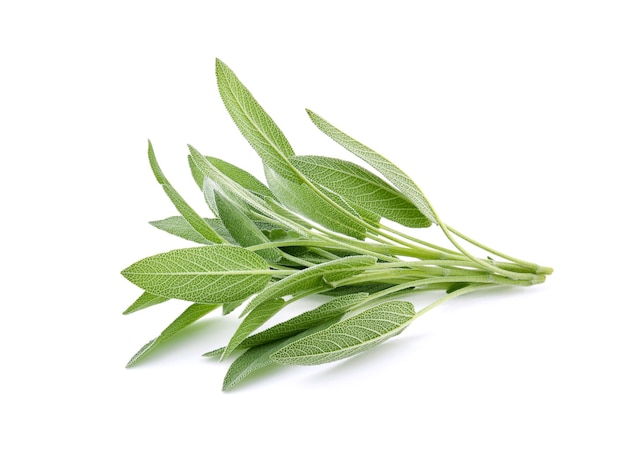 Sage herb isolated on white background