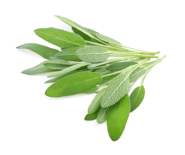 Sage herb isolated