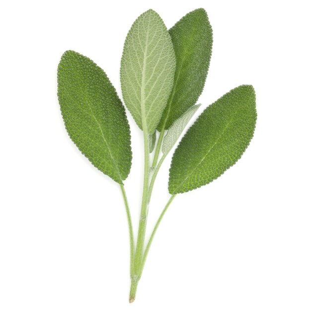 Sage herb leaves bouquet isolated on white background cutout Top view