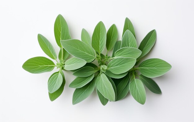 Sage Leaf on a White Background