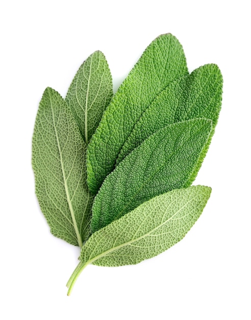 Sage leaves close up on white spaces.