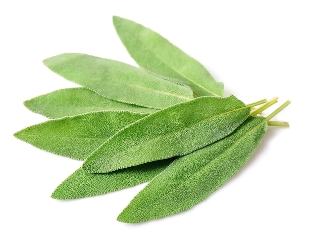 Sage leaves herbs on white