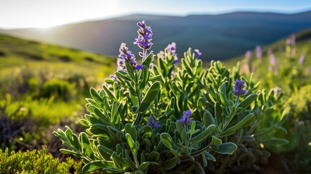 Photo sage leaves