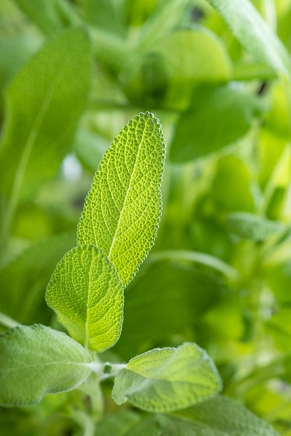 セージ植物のクローズ アップ ショット