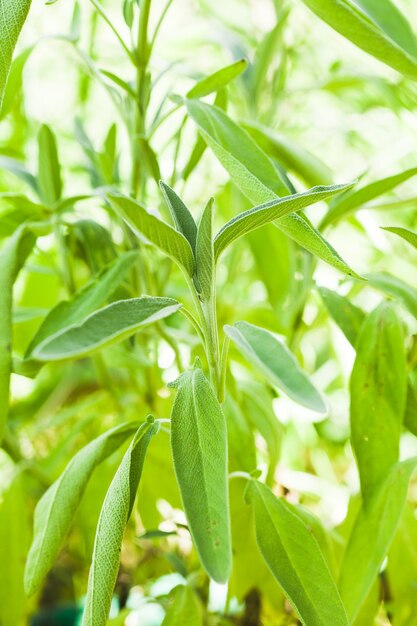 Sage plant in the garde, macro view of leaves