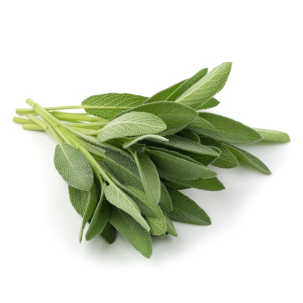 Sage plant isolated on a white background