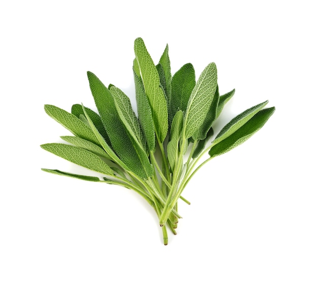 Sage plant isolated