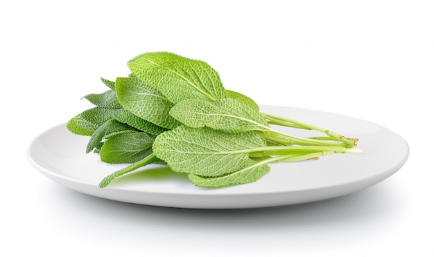 Sage plant in a  plate isolated on a white background