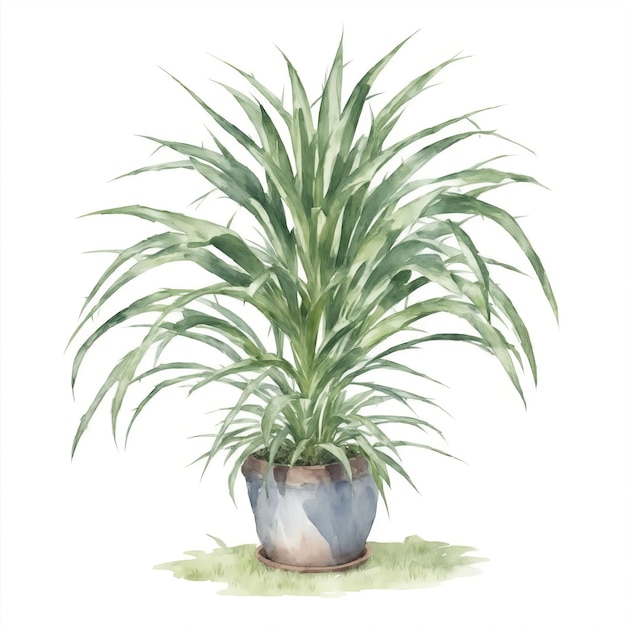 Sago palm plant in the pot watercolor on a white background