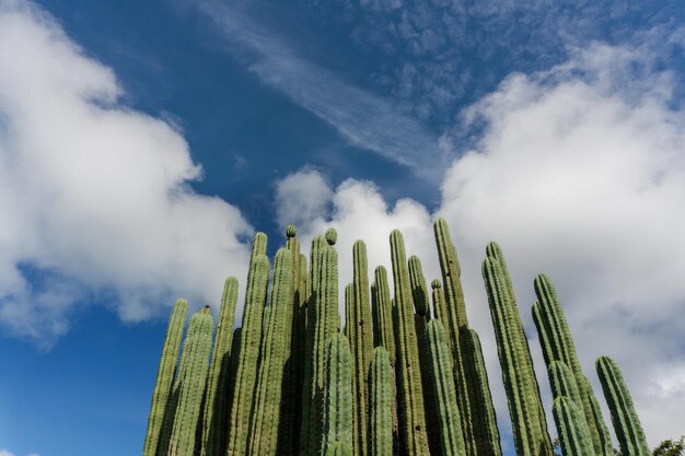 Photo saguaro cacti under blue sky in the semidesert