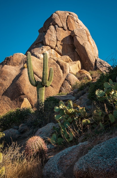 Saguaro cactus against massive rock formation